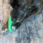Assessing the Real Value of BarkBox: A Comprehensive Analysis of Costs, Quality, and Play-Style Tiers