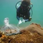 Beneficial Bacterial Probiotic Shows Long-Term Success in Combating Deadly Coral Disease off Florida’s Coast