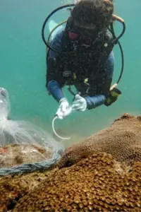Beneficial Bacterial Probiotic Shows Long-Term Success in Combating Deadly Coral Disease off Florida’s Coast