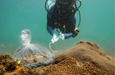 Beneficial Bacterial Probiotic Shows Long-Term Success in Combating Deadly Coral Disease off Florida’s Coast