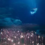 Deep-Sea Oasis Discovered: Chinese Submersible Finds Thriving Animal Communities Six Miles Below the Pacific Ocean