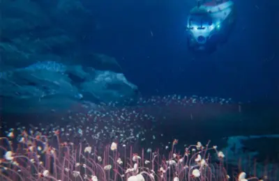 Deep-Sea Oasis Discovered: Chinese Submersible Finds Thriving Animal Communities Six Miles Below the Pacific Ocean