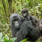 DRC Opens More Than Half the Country to Oil and Gas Drilling, Threatening Vital Gorilla Habitats and Global Climate Goals
