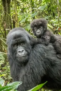 DRC Opens More Than Half the Country to Oil and Gas Drilling, Threatening Vital Gorilla Habitats and Global Climate Goals