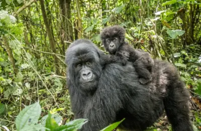 DRC Opens More Than Half the Country to Oil and Gas Drilling, Threatening Vital Gorilla Habitats and Global Climate Goals