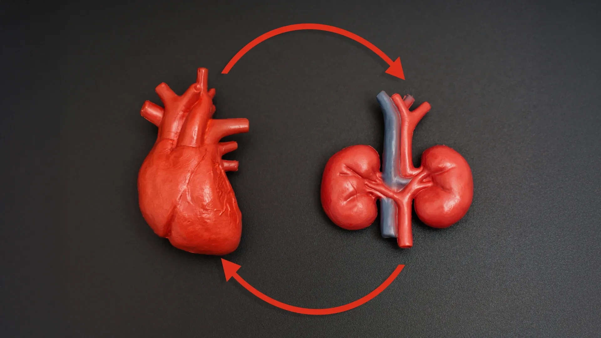 European Society of Cardiology Issues First-Ever Joint Guidelines for Managing Heart and Kidney Disease
