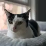 From Outdoor Perils to Indoor Peace: How a Rescued Cat Named Sky Found Her Silver Lining