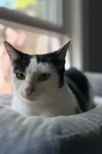 From Outdoor Perils to Indoor Peace: How a Rescued Cat Named Sky Found Her Silver Lining
