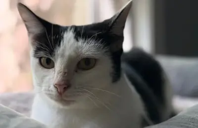 From Outdoor Perils to Indoor Peace: How a Rescued Cat Named Sky Found Her Silver Lining