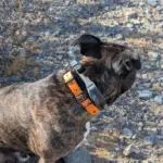 Hands-On with the SportDOG FieldTrainer 425X: A Practical Review of Design, Controls, and Responsible Field Use
