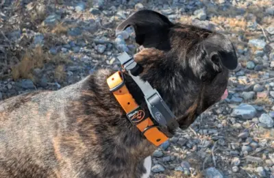 Hands-On with the SportDOG FieldTrainer 425X: A Practical Review of Design, Controls, and Responsible Field Use