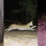 Hidden Depths of Tanzania: Camera Trap Survey Unveils Rare Wild Cats and Over 150,000 Wildlife Images