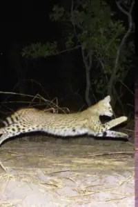 Hidden Depths of Tanzania: Camera Trap Survey Unveils Rare Wild Cats and Over 150,000 Wildlife Images