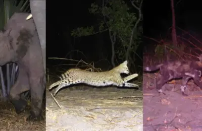 Hidden Depths of Tanzania: Camera Trap Survey Unveils Rare Wild Cats and Over 150,000 Wildlife Images