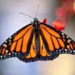 New Peer-Reviewed Study Links Pesticides to Mass Die-Off of Western Monarch Butterflies