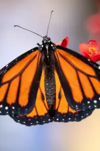 New Peer-Reviewed Study Links Pesticides to Mass Die-Off of Western Monarch Butterflies