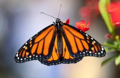 New Peer-Reviewed Study Links Pesticides to Mass Die-Off of Western Monarch Butterflies