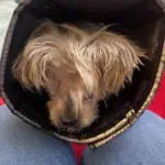 PETA Offers $10,000 Reward as Police Investigate Severe Abuse and Death of Rescued Yorkie in Norfolk