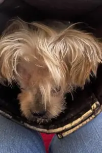 PETA Offers $10,000 Reward as Police Investigate Severe Abuse and Death of Rescued Yorkie in Norfolk
