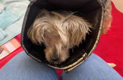 PETA Offers $10,000 Reward as Police Investigate Severe Abuse and Death of Rescued Yorkie in Norfolk