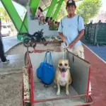 PETA’s 18th Spay and Neuter Clinic in Cancún Brings Vital Veterinary Care to Hundreds of Animals in Need