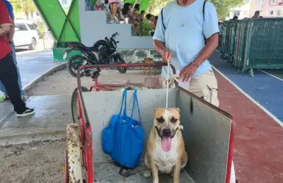 PETA’s 18th Spay and Neuter Clinic in Cancún Brings Vital Veterinary Care to Hundreds of Animals in Need