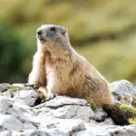 The Rise of the Marmot: How High-Alpine Critters Captured the Internet—and Why Science Says They Need Our Space
