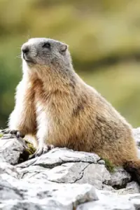 The Rise of the Marmot: How High-Alpine Critters Captured the Internet—and Why Science Says They Need Our Space