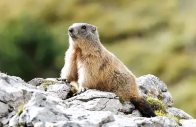 The Rise of the Marmot: How High-Alpine Critters Captured the Internet—and Why Science Says They Need Our Space